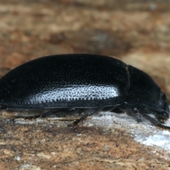 Pterohelaeus striatopunctatus at Bango, NSW - 3 Feb 2022