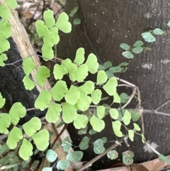Adiantum aethiopicum (Common Maidenhair Fern) at Cotter River, ACT - 8 Feb 2022 by JaneR