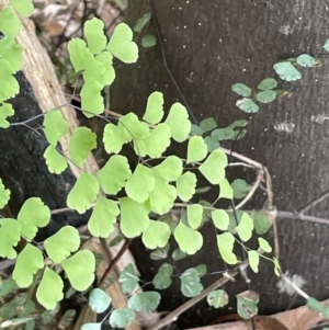 Adiantum aethiopicum at Cotter River, ACT - suppressed