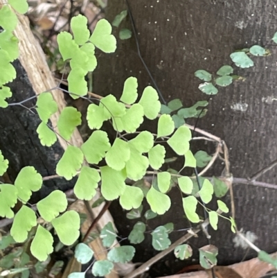 Adiantum aethiopicum (Common Maidenhair Fern) at Lower Cotter Catchment - 8 Feb 2022 by JaneR