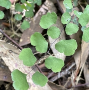 Adiantum aethiopicum at Cotter River, ACT - suppressed