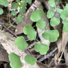 Adiantum aethiopicum at Cotter River, ACT - 8 Feb 2022