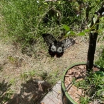 Papilio anactus (Dainty Swallowtail) at O'Connor, ACT - 8 Feb 2022 by ibaird