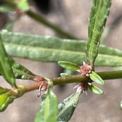 Alternanthera denticulata (Lesser Joyweed) at Cotter River, ACT - 7 Feb 2022 by JaneR