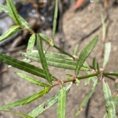 Alternanthera denticulata at Cotter River, ACT - 8 Feb 2022 10:40 AM