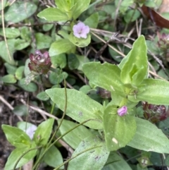 Gratiola peruviana (Australian Brooklime) at Cotter River, ACT - 7 Feb 2022 by JaneR