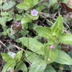 Gratiola peruviana (Australian Brooklime) at Lower Cotter Catchment - 7 Feb 2022 by JaneR