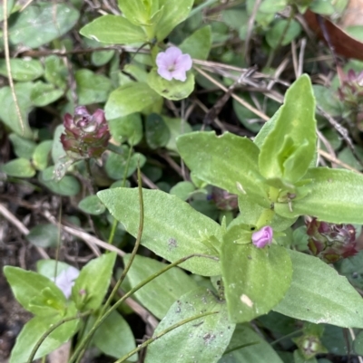 Gratiola peruviana (Australian Brooklime) at Lower Cotter Catchment - 7 Feb 2022 by JaneR