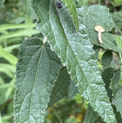 Gynatrix pulchella (Hemp Bush) at Lower Cotter Catchment - 8 Feb 2022 by JaneR