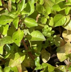 Ludwigia palustris (Marsh Purslane) at Cotter River, ACT - 8 Feb 2022 by JaneR