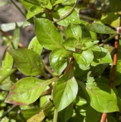 Ludwigia palustris at Cotter River, ACT - 8 Feb 2022 10:35 AM