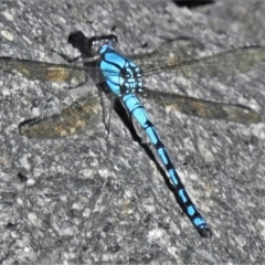 Diphlebia nymphoides (Arrowhead Rockmaster) at Cotter Reserve - 7 Feb 2022 by JohnBundock