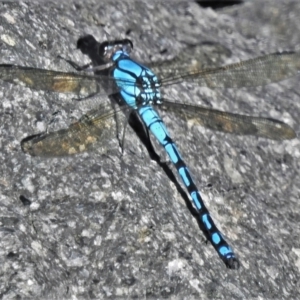 Diphlebia nymphoides at Paddys River, ACT - 8 Feb 2022