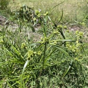 Cyperus eragrostis at Hackett, ACT - 8 Feb 2022