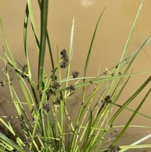 Cyperus difformis at Hackett, ACT - 8 Feb 2022 02:45 PM