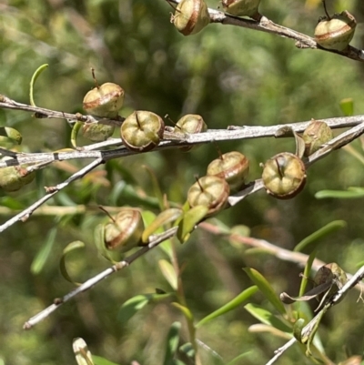 Leptospermum obovatum (River Tea Tree) at Cotter River, ACT - 8 Feb 2022 by JaneR