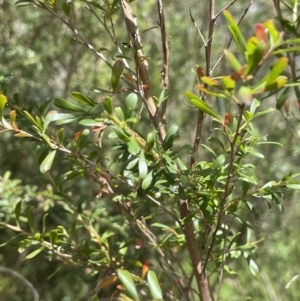 Leptospermum obovatum at Cotter River, ACT - 8 Feb 2022