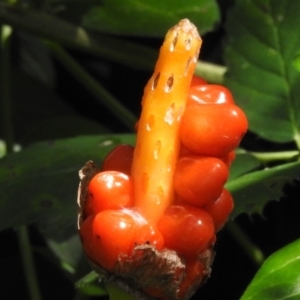 Arum italicum at Paddys River, ACT - 8 Feb 2022 11:17 AM