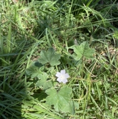 Malva neglecta (Dwarf Mallow) at Hackett, ACT - 8 Feb 2022 by cmobbs