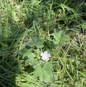 Malva neglecta at Hackett, ACT - 8 Feb 2022