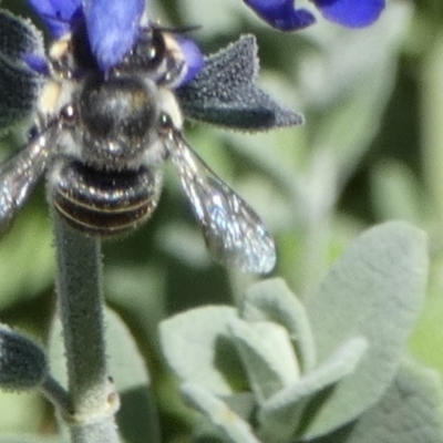 Pseudoanthidium (Immanthidium) repetitum (African carder bee) at Queanbeyan, NSW - 6 Feb 2022 by Paul4K
