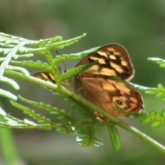 Heteronympha paradelpha (Spotted Brown) at Cotter River, ACT - 1 Feb 2022 by Christine