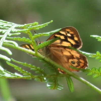 Heteronympha paradelpha (Spotted Brown) at Namadgi National Park - 1 Feb 2022 by Christine