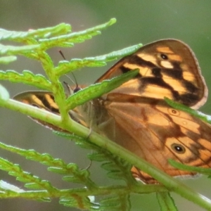 Heteronympha paradelpha at Cotter River, ACT - 1 Feb 2022 12:43 PM