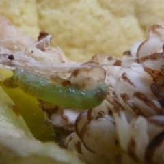 Plusiinae (subfamily) Immature (green looper) at Queanbeyan, NSW - 7 Feb 2022 by Paul4K