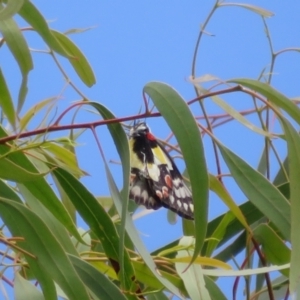 Delias aganippe at Molonglo Valley, ACT - 6 Feb 2022