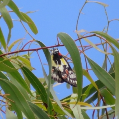 Delias aganippe (Spotted Jezebel) at Point 4999 - 6 Feb 2022 by Christine