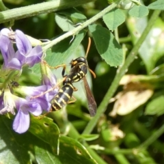 Polistes (Polistes) chinensis at Queanbeyan, NSW - suppressed