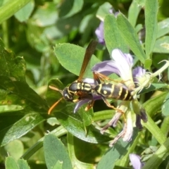 Polistes (Polistes) chinensis at Queanbeyan, NSW - 7 Feb 2022