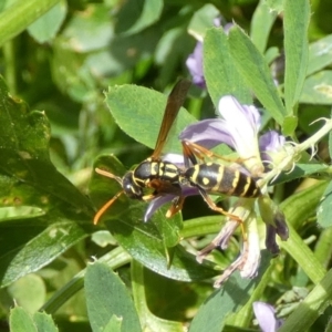 Polistes (Polistes) chinensis at Queanbeyan, NSW - suppressed