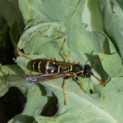 Polistes (Polistes) chinensis at Queanbeyan, NSW - 7 Feb 2022