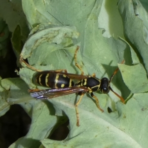 Polistes (Polistes) chinensis at Queanbeyan, NSW - 7 Feb 2022