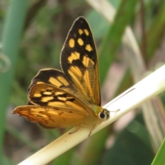 Heteronympha paradelpha (Spotted Brown) at Black Mountain - 6 Feb 2022 by Christine