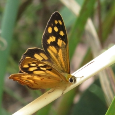 Heteronympha paradelpha (Spotted Brown) at Black Mountain - 6 Feb 2022 by Christine