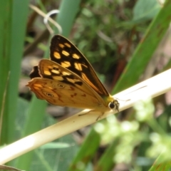 Heteronympha paradelpha at Molonglo Valley, ACT - 6 Feb 2022 02:05 PM