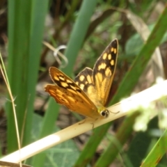 Heteronympha paradelpha at Molonglo Valley, ACT - 6 Feb 2022 02:05 PM