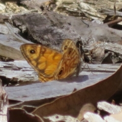 Geitoneura acantha (Ringed Xenica) at Black Mountain - 6 Feb 2022 by Christine