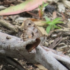 Geitoneura klugii (Marbled Xenica) at Molonglo Valley, ACT - 6 Feb 2022 by Christine