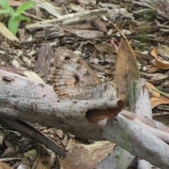 Geitoneura klugii at Molonglo Valley, ACT - 6 Feb 2022