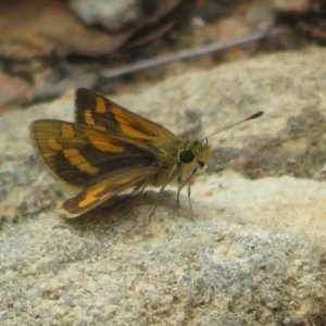 Ocybadistes walkeri at Molonglo Valley, ACT - 6 Feb 2022