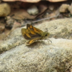 Ocybadistes walkeri at Molonglo Valley, ACT - 6 Feb 2022