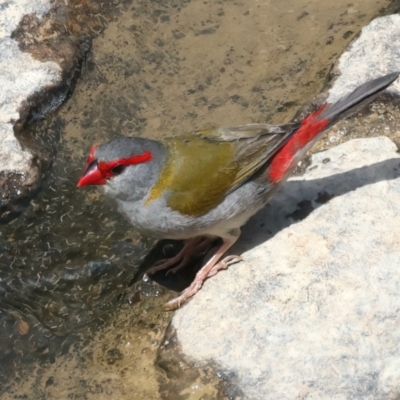 Neochmia temporalis (Red-browed Finch) at Block 402 - 2 Feb 2022 by jb2602