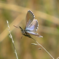 Theclinesthes serpentata (Saltbush Blue) at Black Mountain - 6 Feb 2022 by Christine