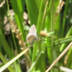 Theclinesthes serpentata at Molonglo Valley, ACT - 6 Feb 2022 03:56 PM