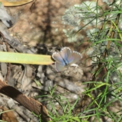 Theclinesthes serpentata at Molonglo Valley, ACT - 6 Feb 2022 03:56 PM