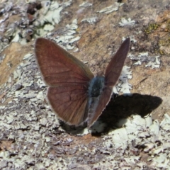 Erina hyacinthina (Varied Dusky-blue) at Black Mountain - 6 Feb 2022 by Christine